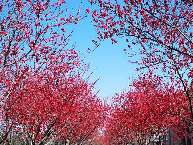紅葉桃