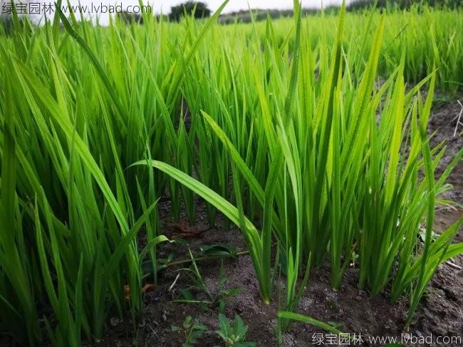 水<a href='http://m.wuzhouwash.com/caohuazhongzi/1029.html' target='_blank'>菖蒲</a>