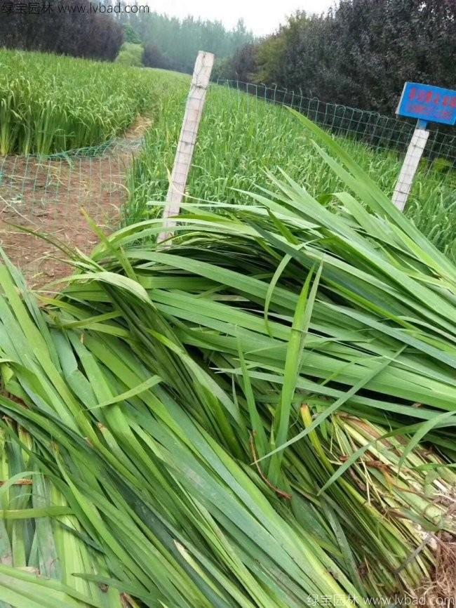 石菖蒲