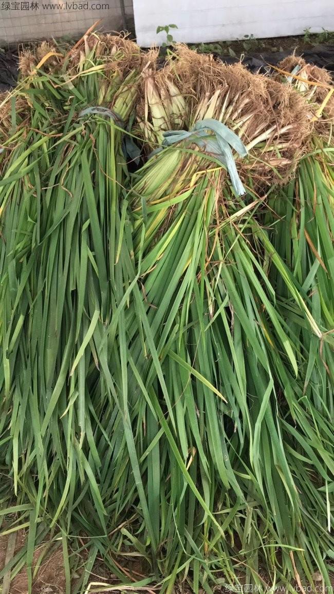 石菖蒲