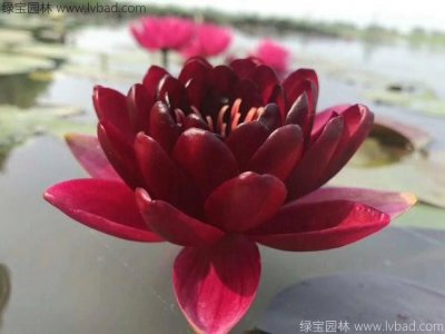 荷花種苗