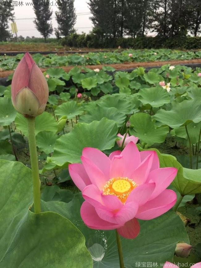 蓮花荷花種苗