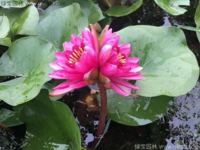 睡蓮