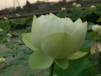 蓮藕苗