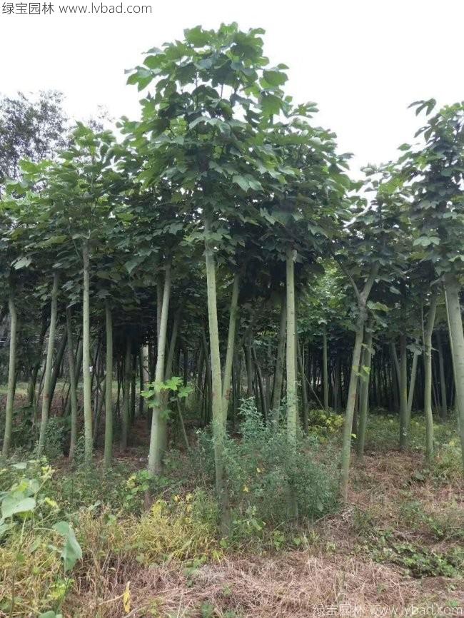 青桐