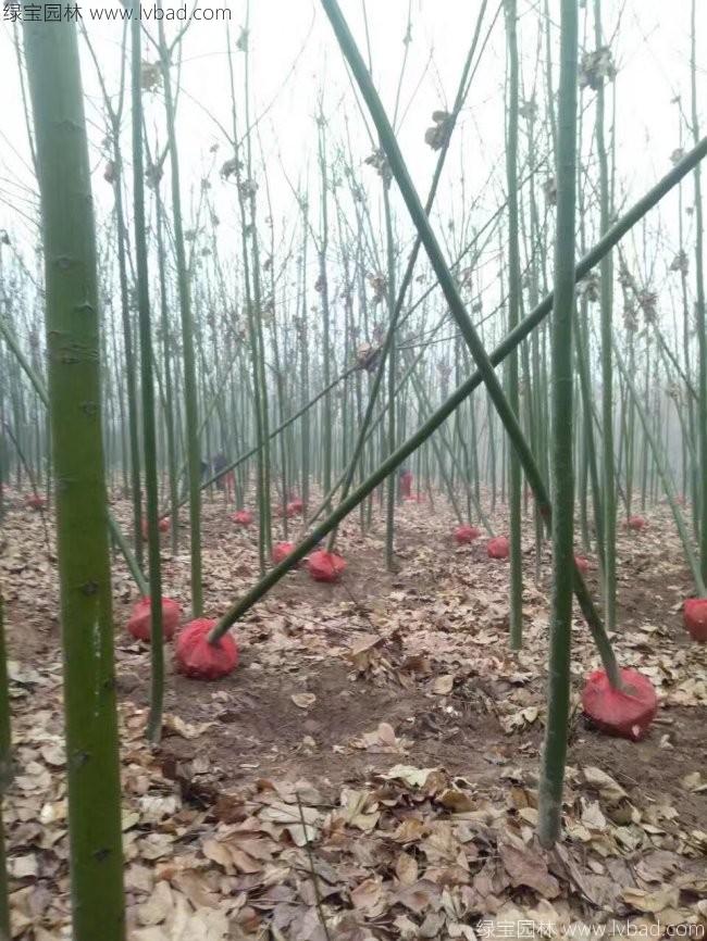 青桐