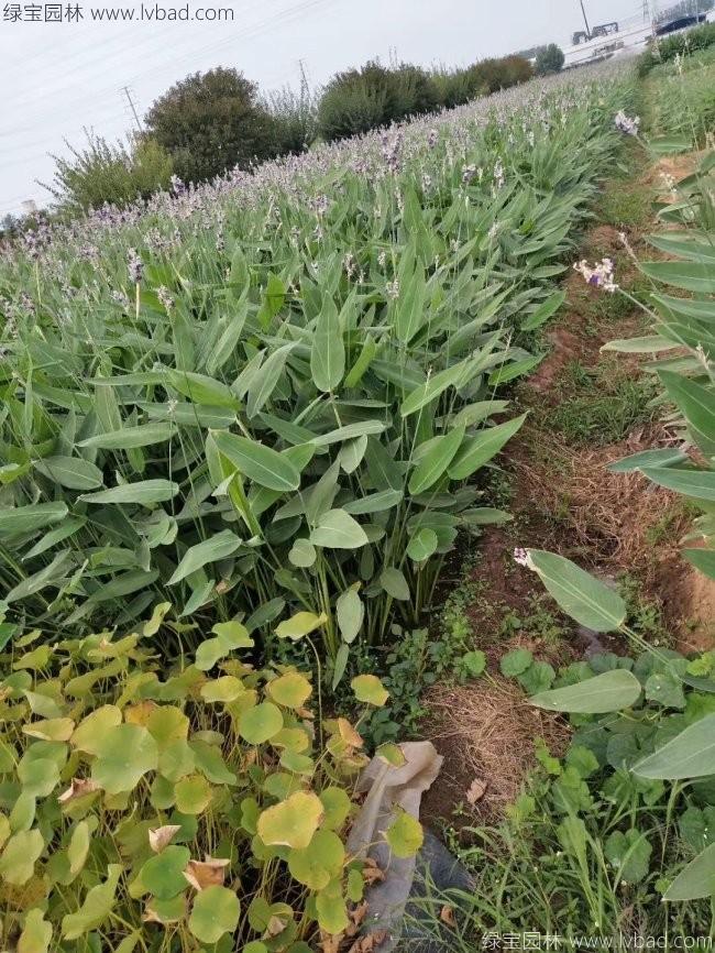 再力花