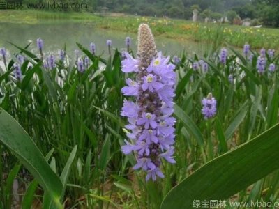 梭魚草