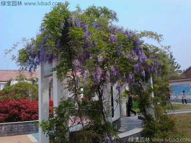 <a href='http://m.wuzhouwash.com/tengbenpanyuanzhiwu/3418.html' target='_blank'>紫藤花</a>