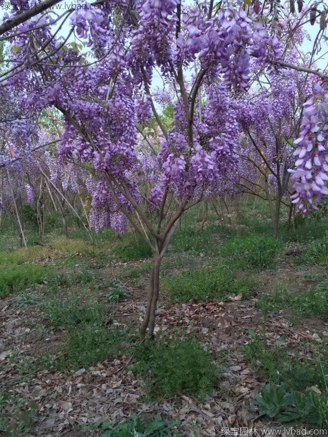 <a href='http://m.wuzhouwash.com/tengbenpanyuanzhiwu/3418.html' target='_blank'>紫藤花</a>