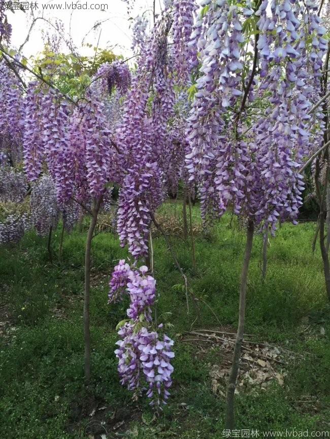 <a href='http://m.wuzhouwash.com/tengbenpanyuanzhiwu/3418.html' target='_blank'>紫藤花</a>