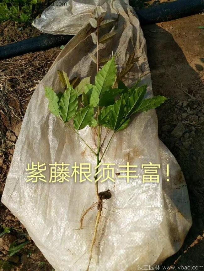 紫藤花