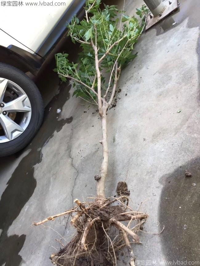 紫藤花