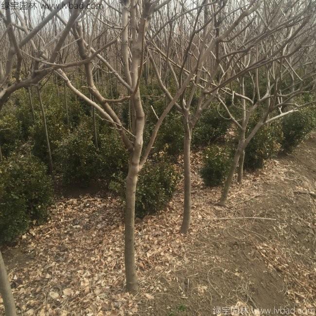 紫藤花