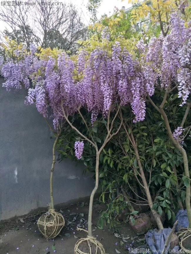 紫藤花