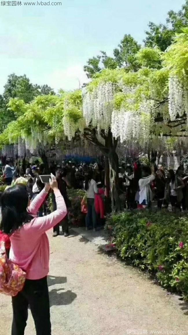 紫藤花