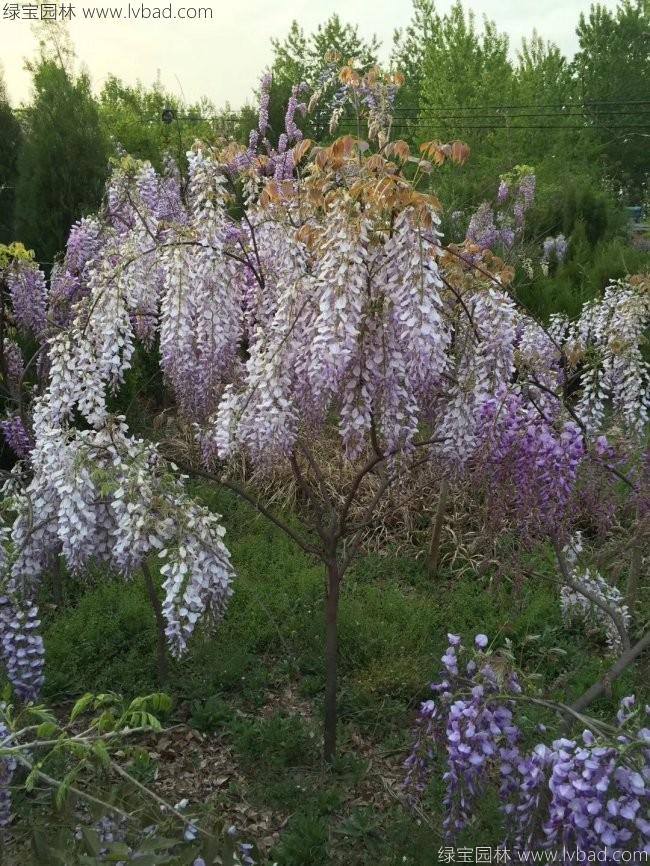 紫藤花