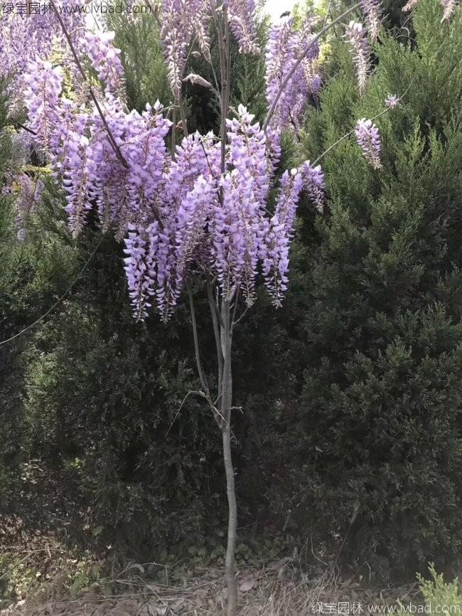 紫藤花
