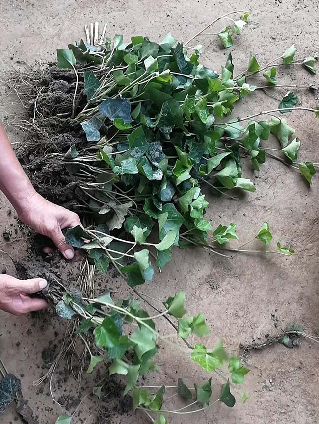 常春藤常青藤苗木藤本植物