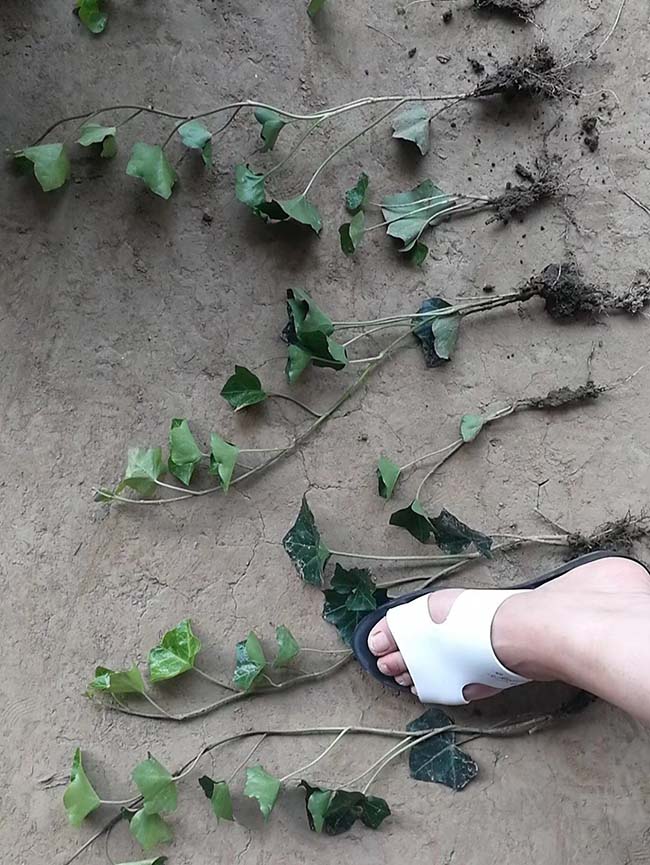 常春藤常青藤苗木藤本植物