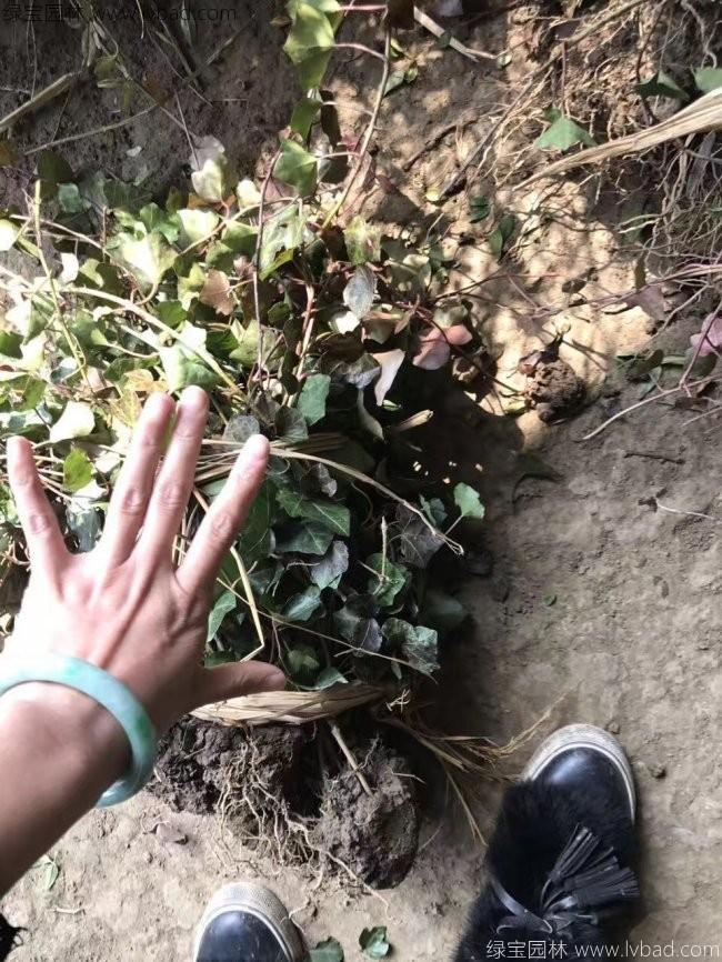 三葉地錦