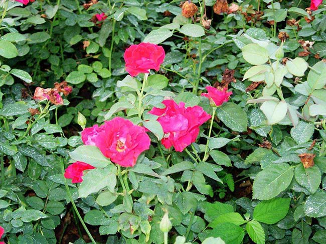 <a href='http://m.wuzhouwash.com/dibeiguanmu/3565.html' target='_blank'>豐花月季</a>