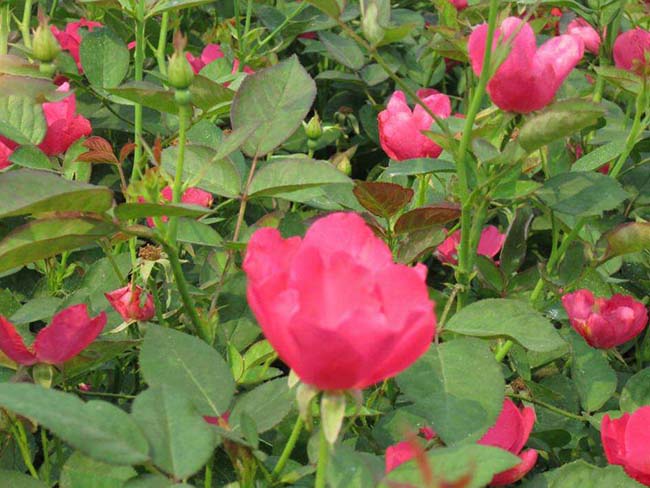 豐花<a href='http://m.wuzhouwash.com/tengbenpanyuanzhiwu/3570.html' target='_blank'>月季</a>