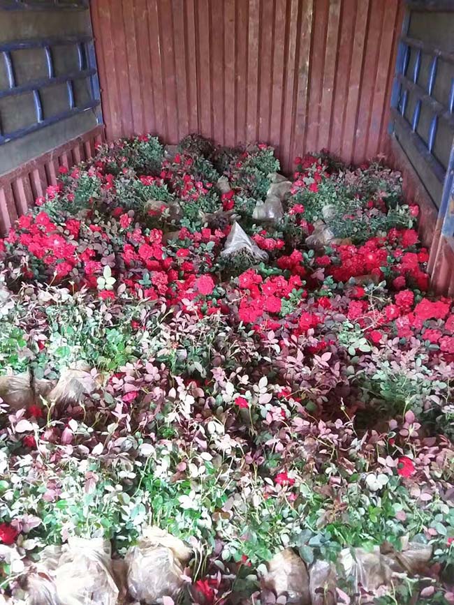 豐花月季