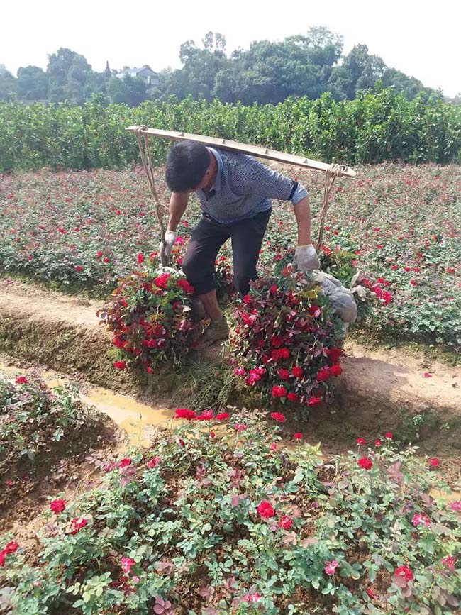 豐花月季