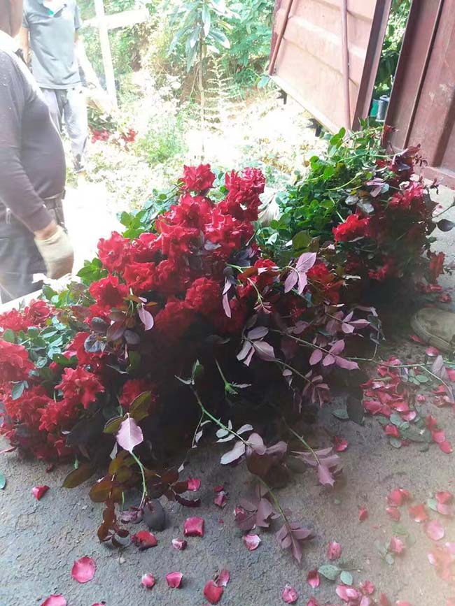 豐花月季