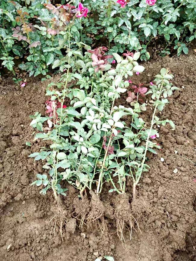 豐花月季