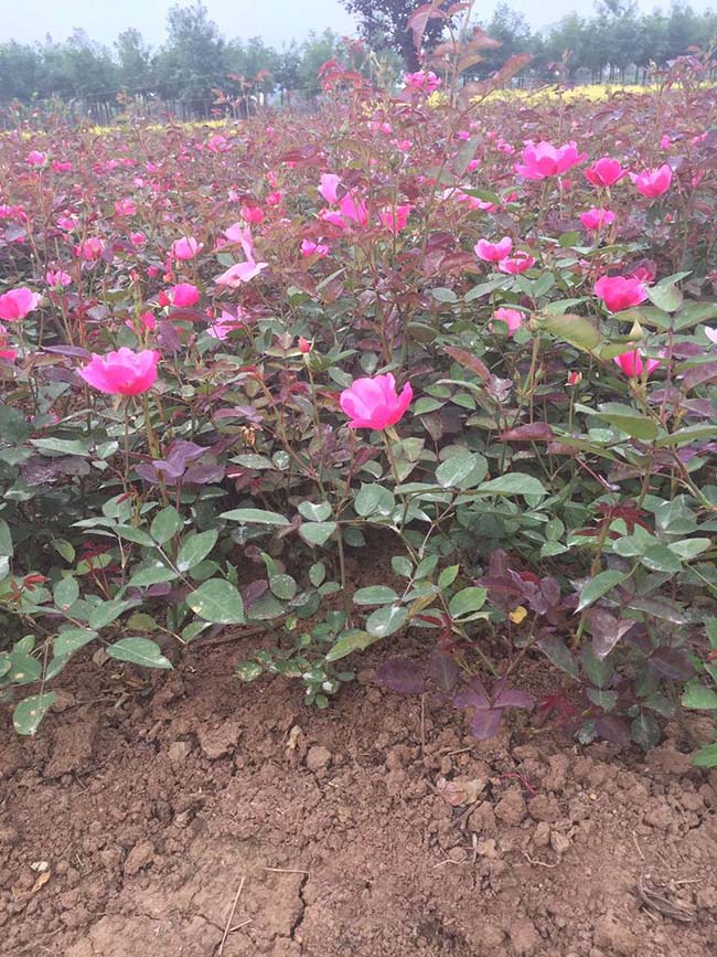 豐花月季