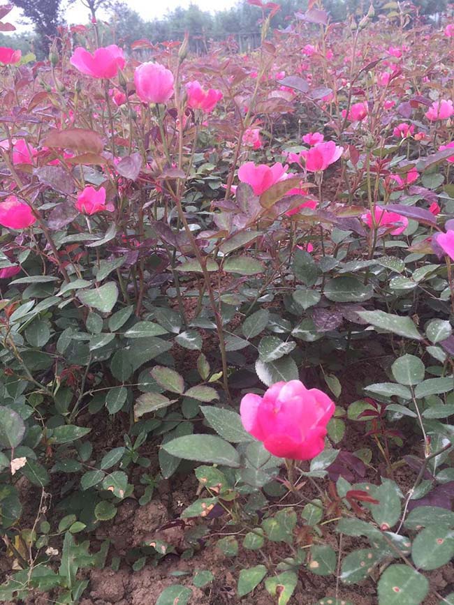 豐花月季