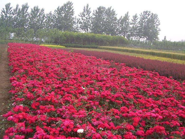 地被<a href='http://m.wuzhouwash.com/tengbenpanyuanzhiwu/3570.html' target='_blank'>月季</a>