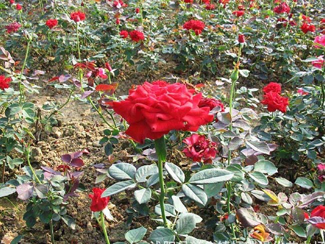 紅帽<a href='http://m.wuzhouwash.com/tengbenpanyuanzhiwu/3570.html' target='_blank'>月季</a>