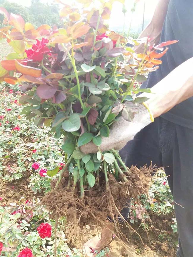 紅帽月季