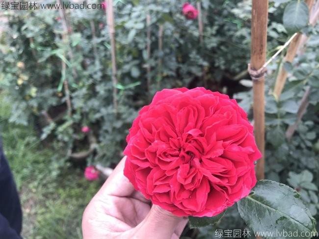 藤本<a href='http://m.wuzhouwash.com/tengbenpanyuanzhiwu/3570.html' target='_blank'>月季</a>