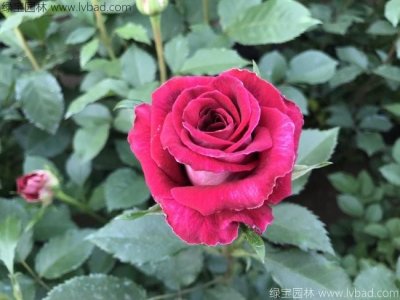 月季花