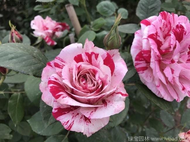 歐洲<a href='http://m.wuzhouwash.com/tengbenpanyuanzhiwu/3570.html' target='_blank'>月季</a>