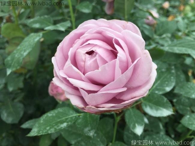 <a href='http://m.wuzhouwash.com/tengbenpanyuanzhiwu/3571.html' target='_blank'>歐洲月季</a>