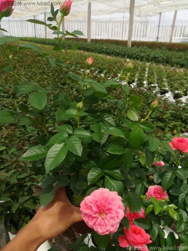 歐洲月季