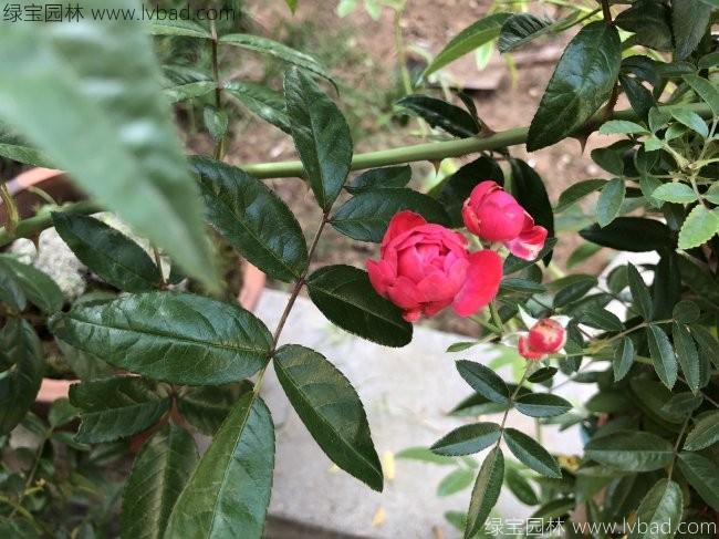 木香花