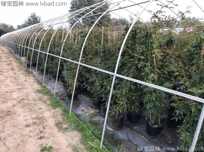 木香花