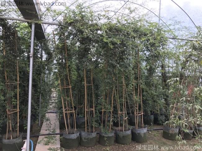 木香花