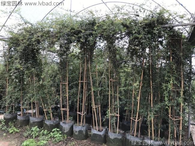 木香花