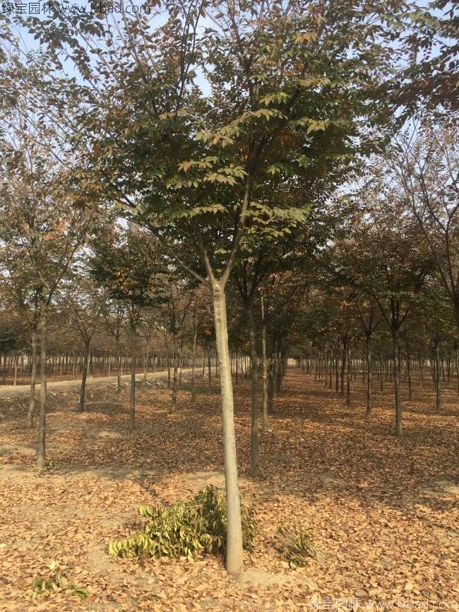 <a href='http://m.wuzhouwash.com/xingdaoshu/3379.html' target='_blank'>紅櫸樹</a>