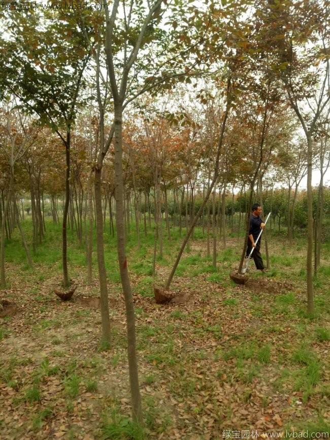 <a href='http://m.wuzhouwash.com/xingdaoshu/3379.html' target='_blank'>紅櫸樹</a>