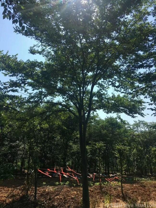 紅櫸樹