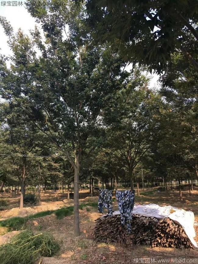 紅櫸樹