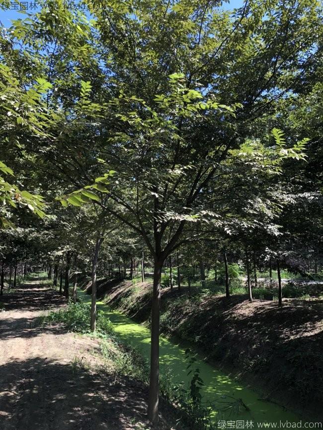 紅櫸樹